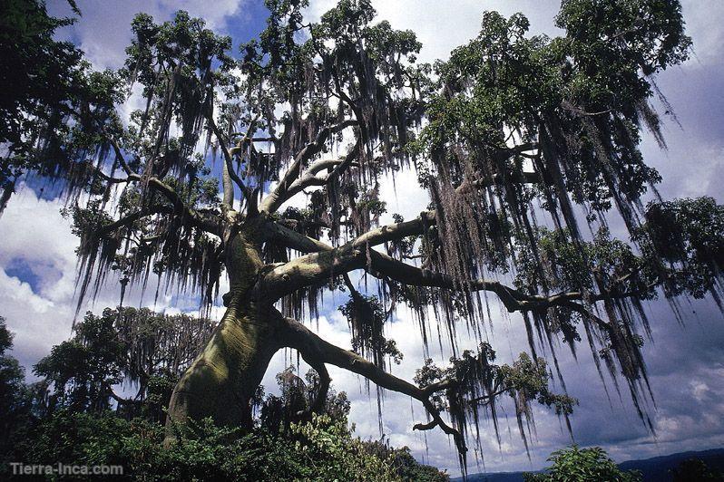 Arbol de ceibo, bosque tropical del Pacífico