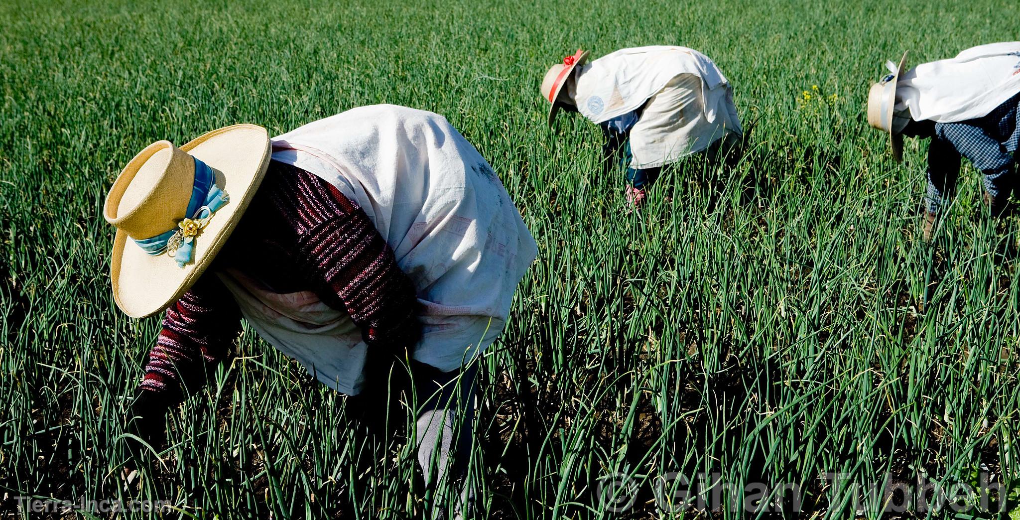 Agricultores en la campia de Arequipa