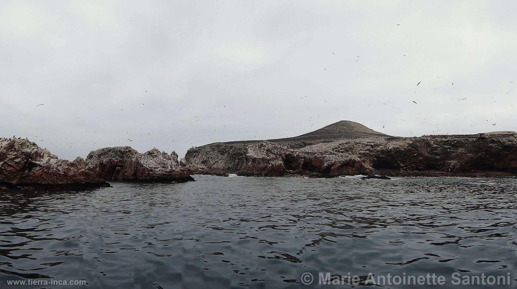 Islas Ballestas, Paracas