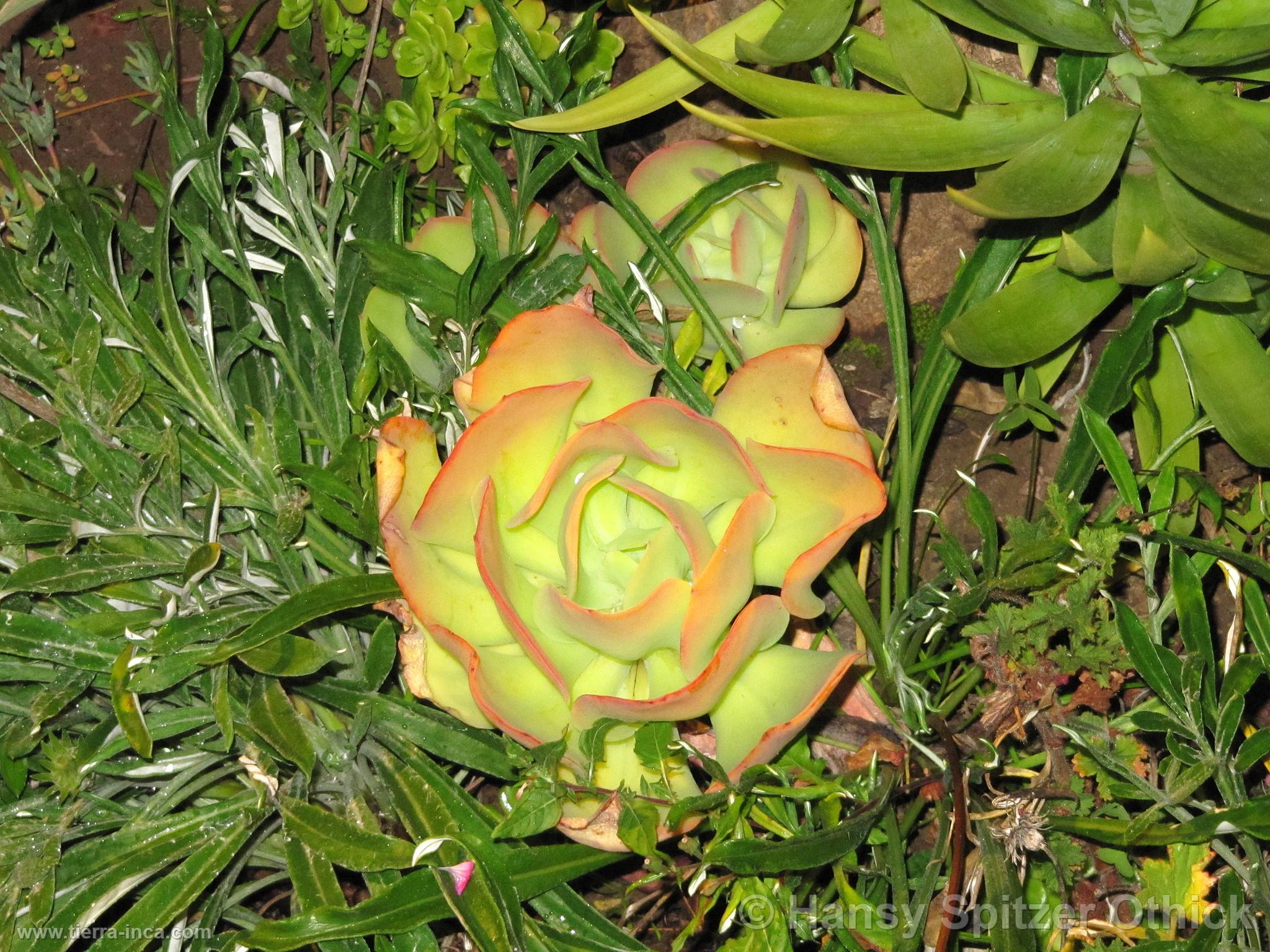 Flor de cctus, Pisac