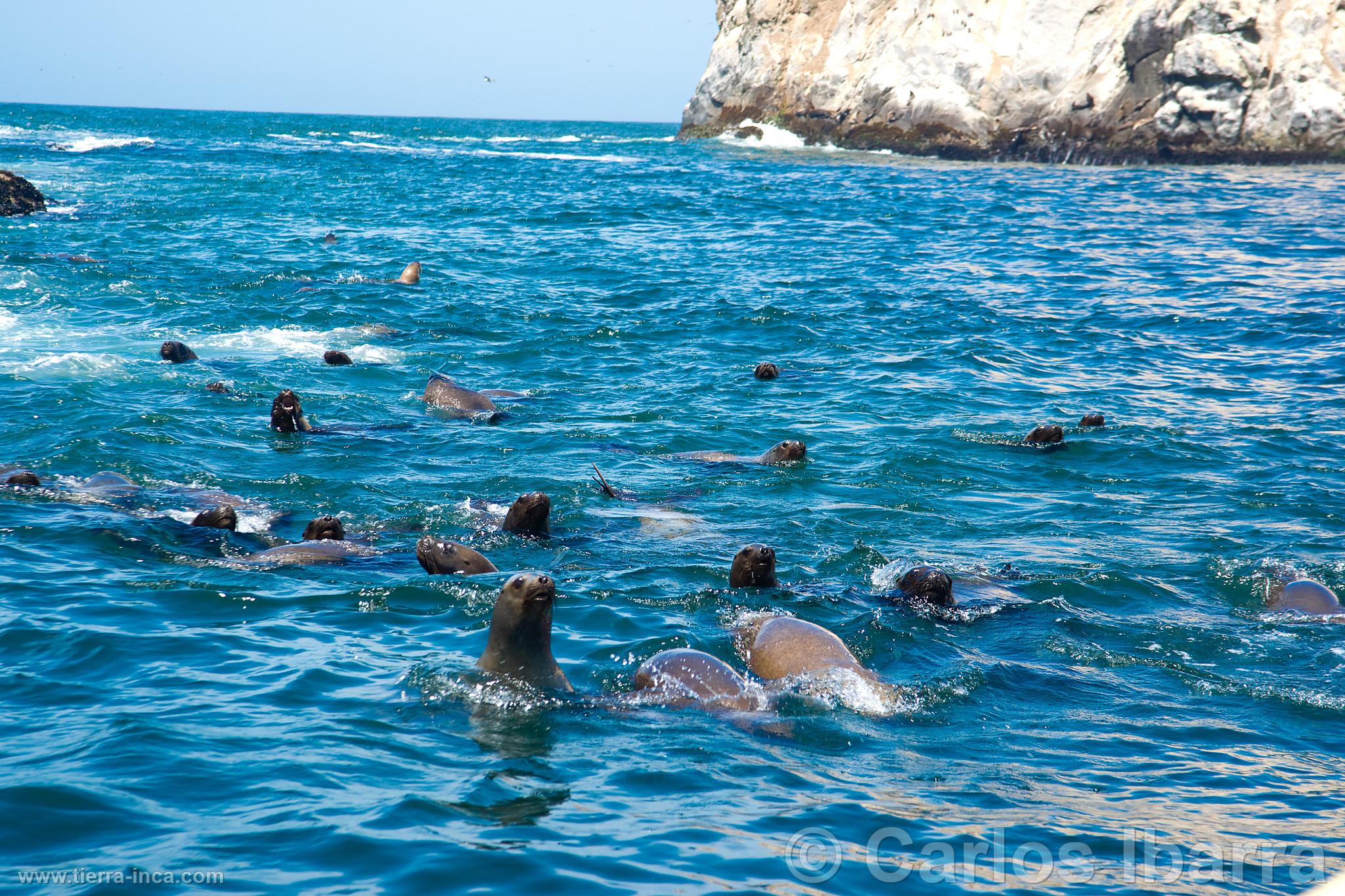 Lobos marinos en las Islas Palomino, Callao