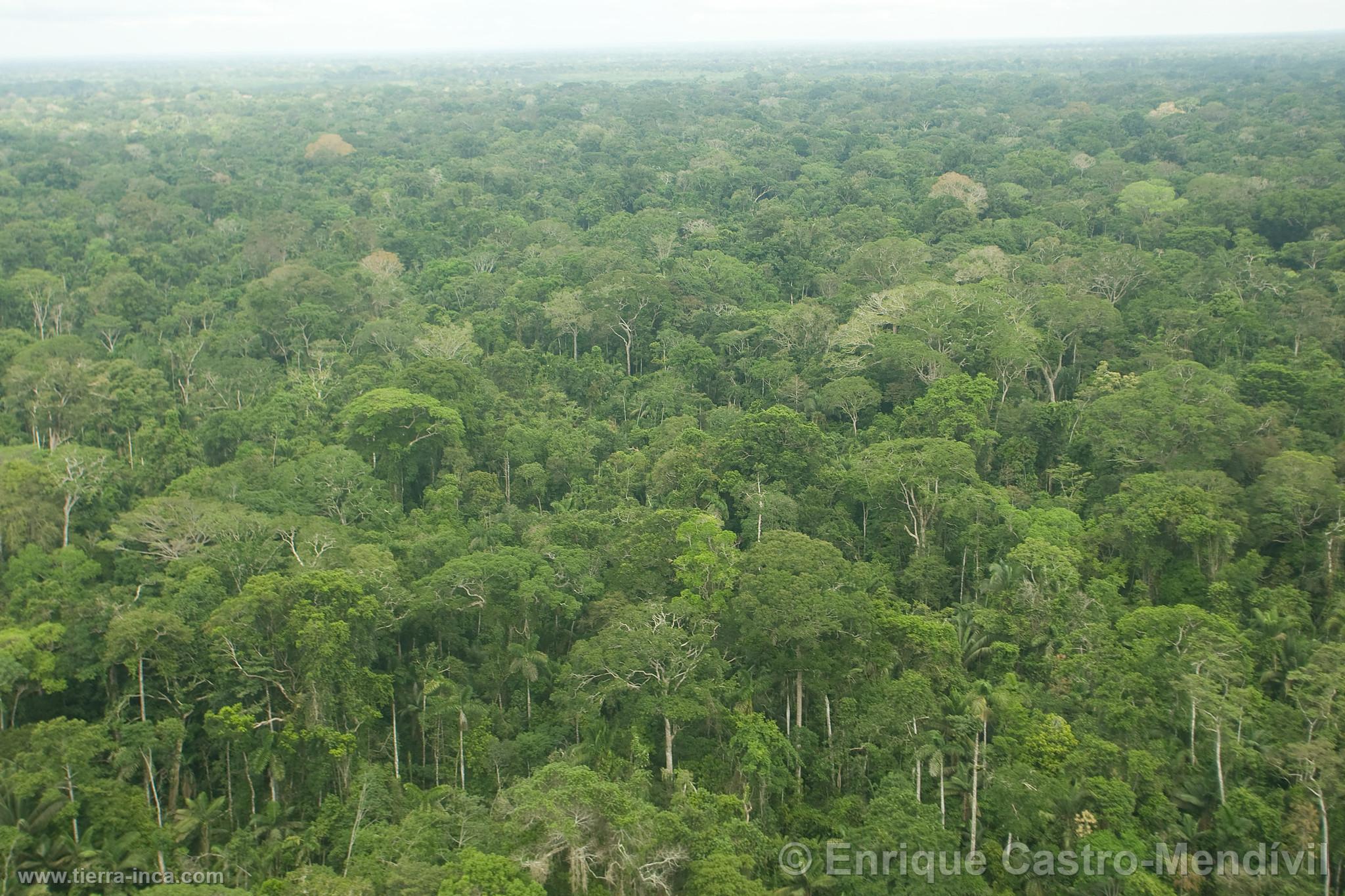 Árboles en el Parque Nacional del Manu