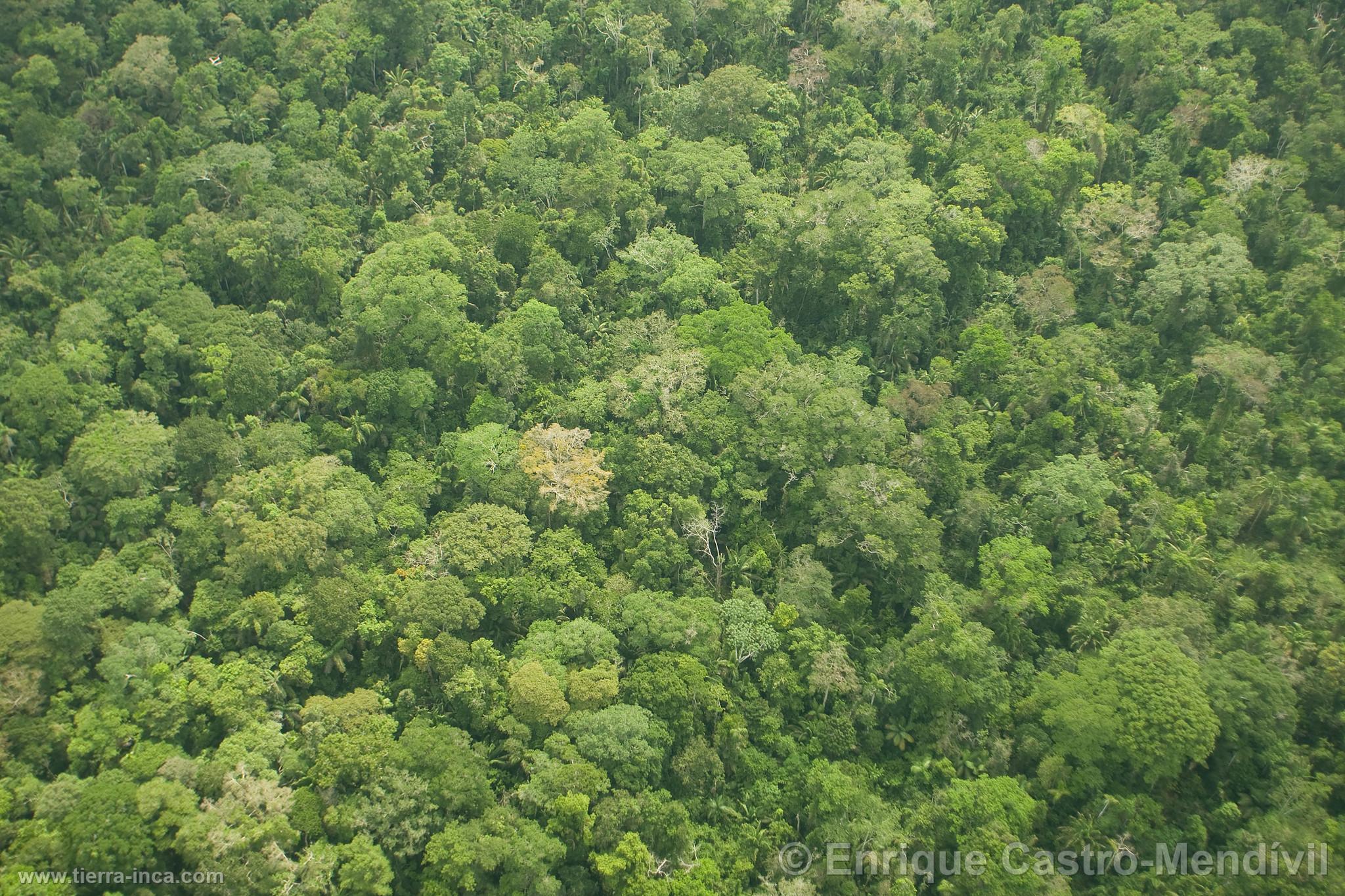 rboles en el Parque Nacional del Manu