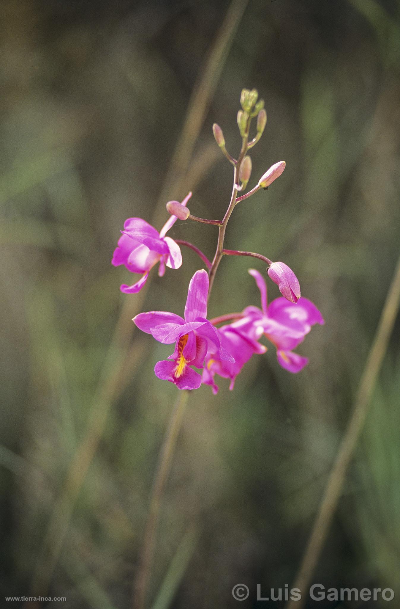 Orquidea en Villa Rica