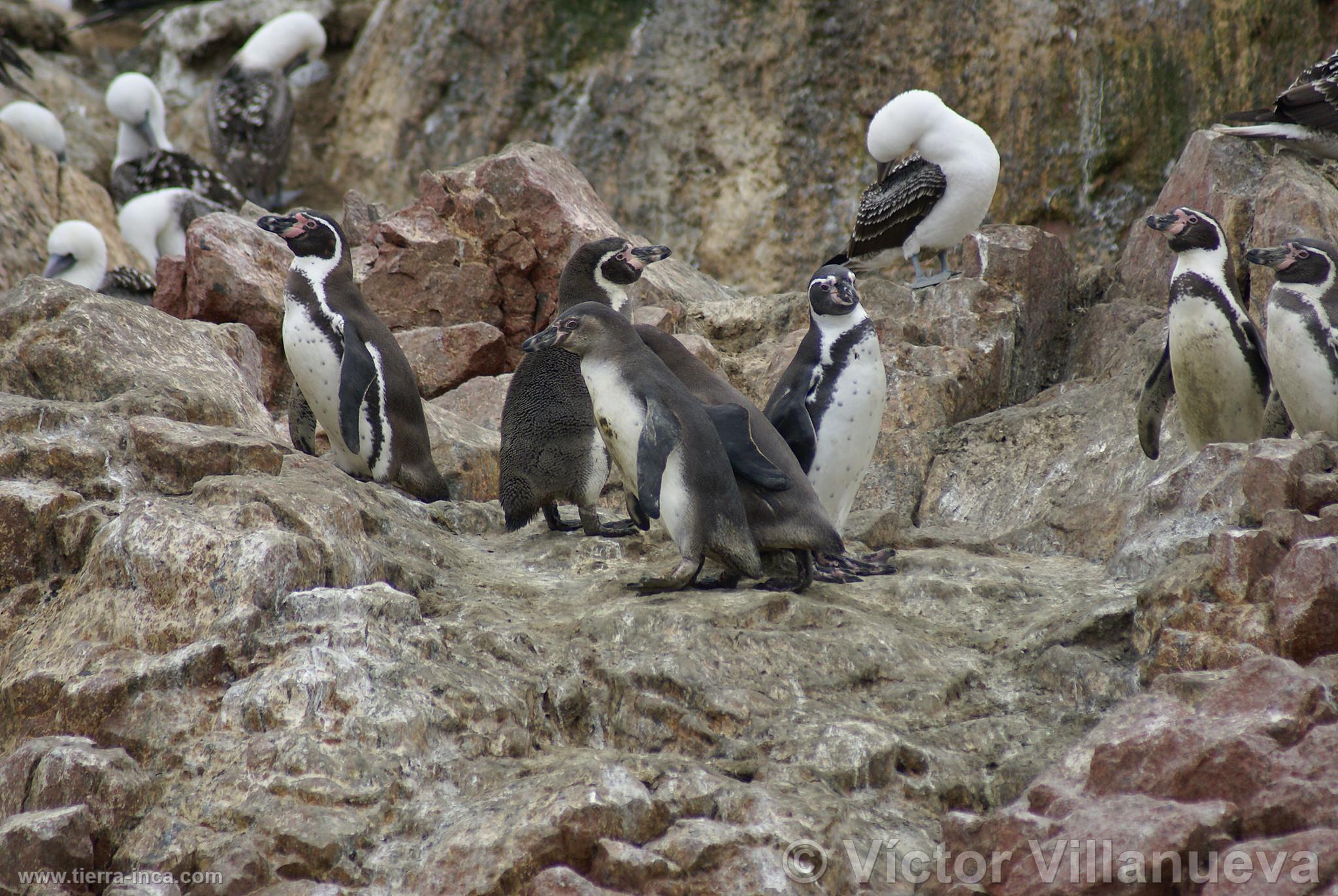 Pinginos de Humboldt