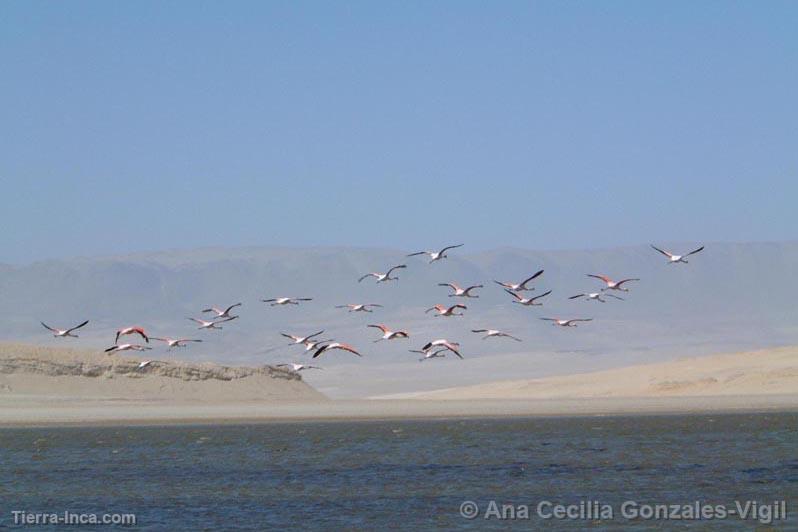 Flamencos, Paracas