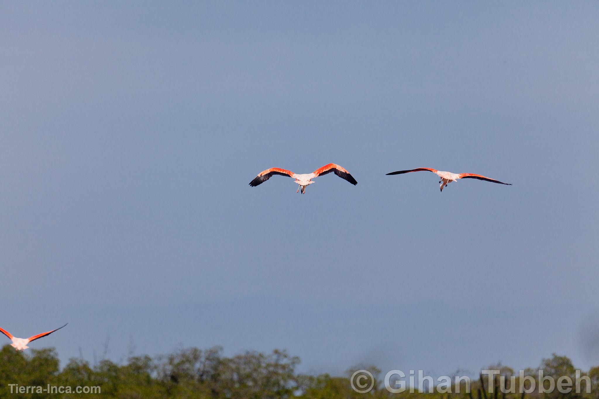 Flamencos o parihuanas en los Manglares de Tumbes