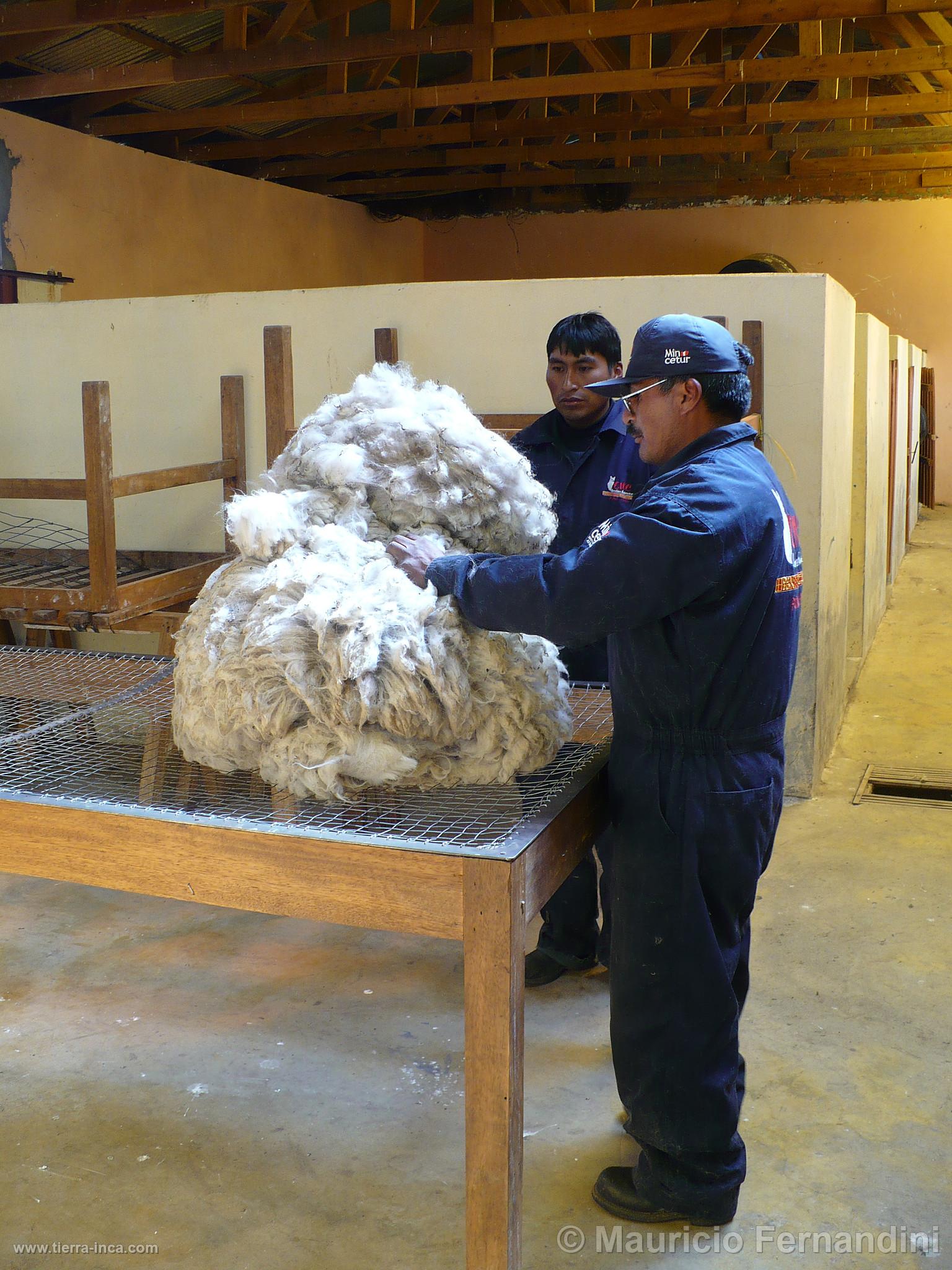 Esquila de alpacas