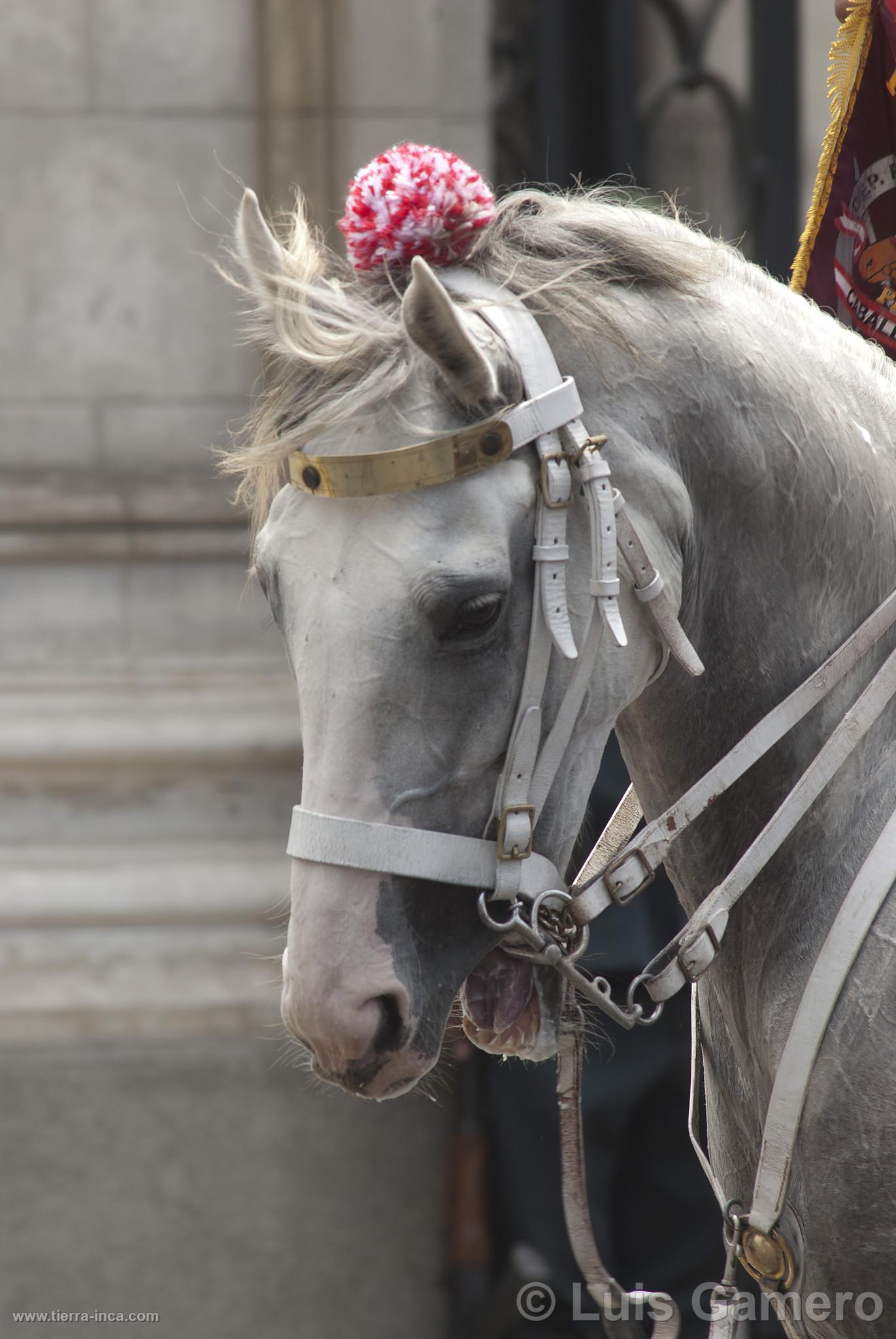 Caballo de la Polica Montada