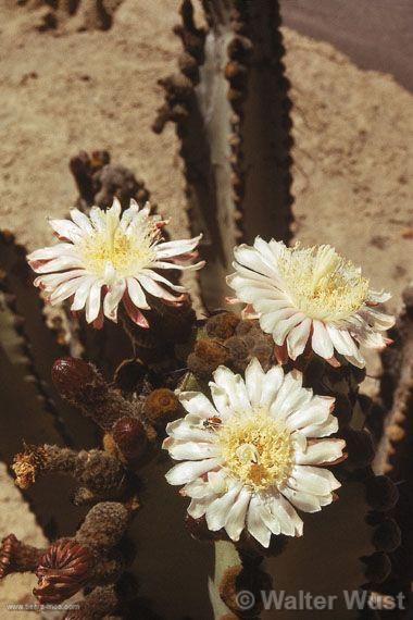 Flores en cactus