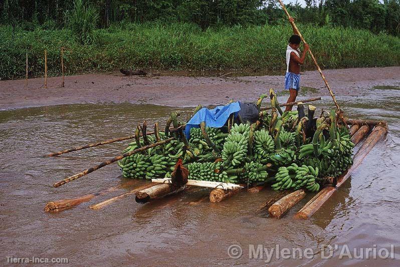 Transporte de pltanos