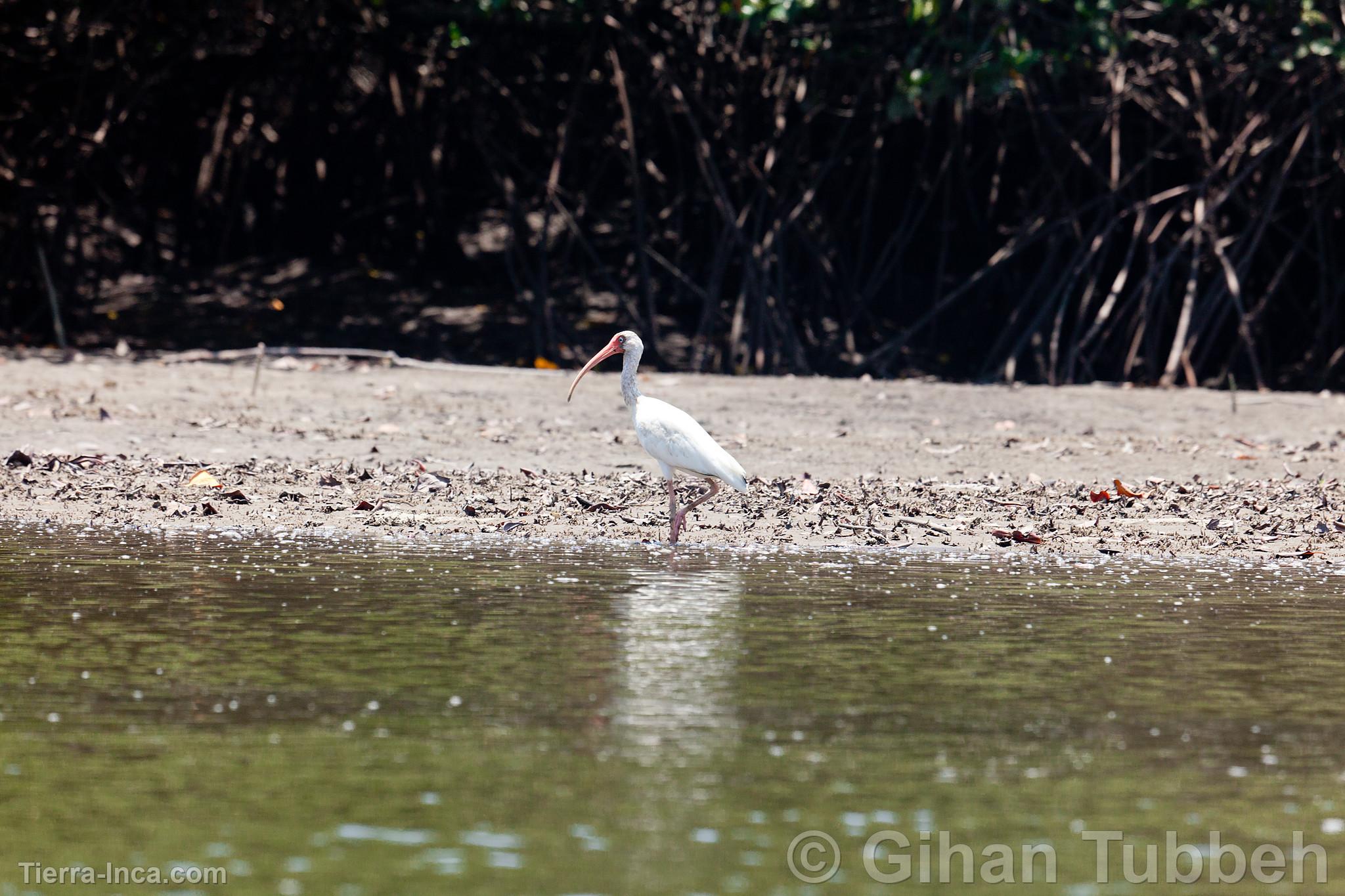 Ibis Blanco en los Manglares de Tumbes