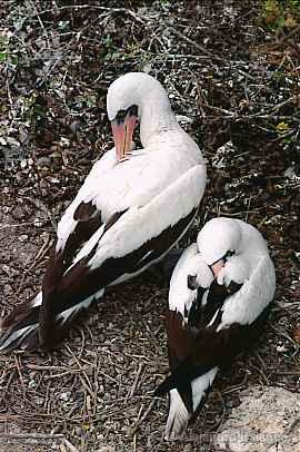 Aves guaneras, Paracas