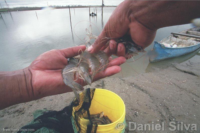 Langostinos, Tumbes