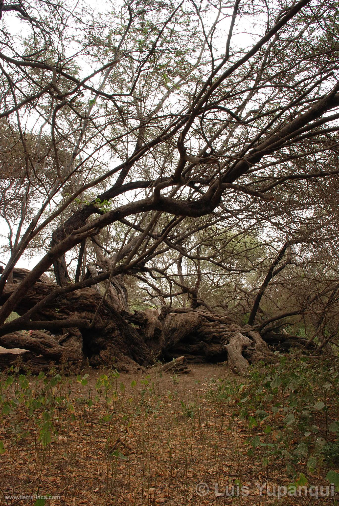 Bosque de Pmac