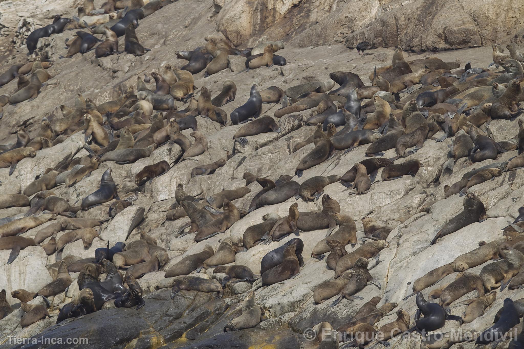 Lobos de mar en la isla de Asia