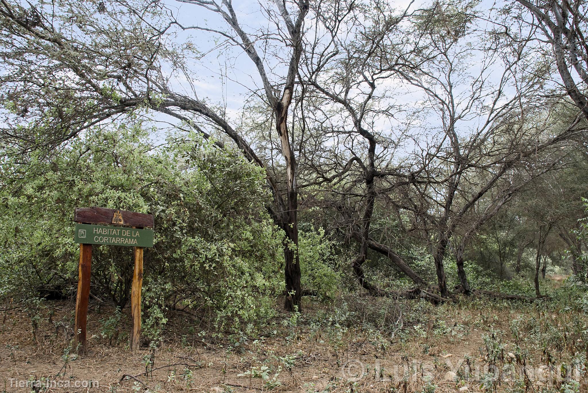 Bosque de Pmac