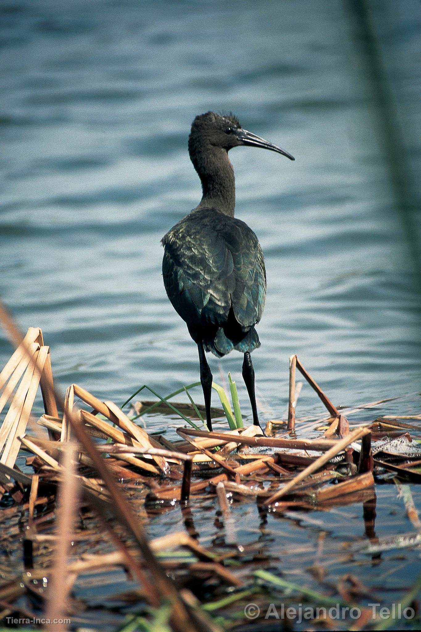 Ibis de la puna o yanavico