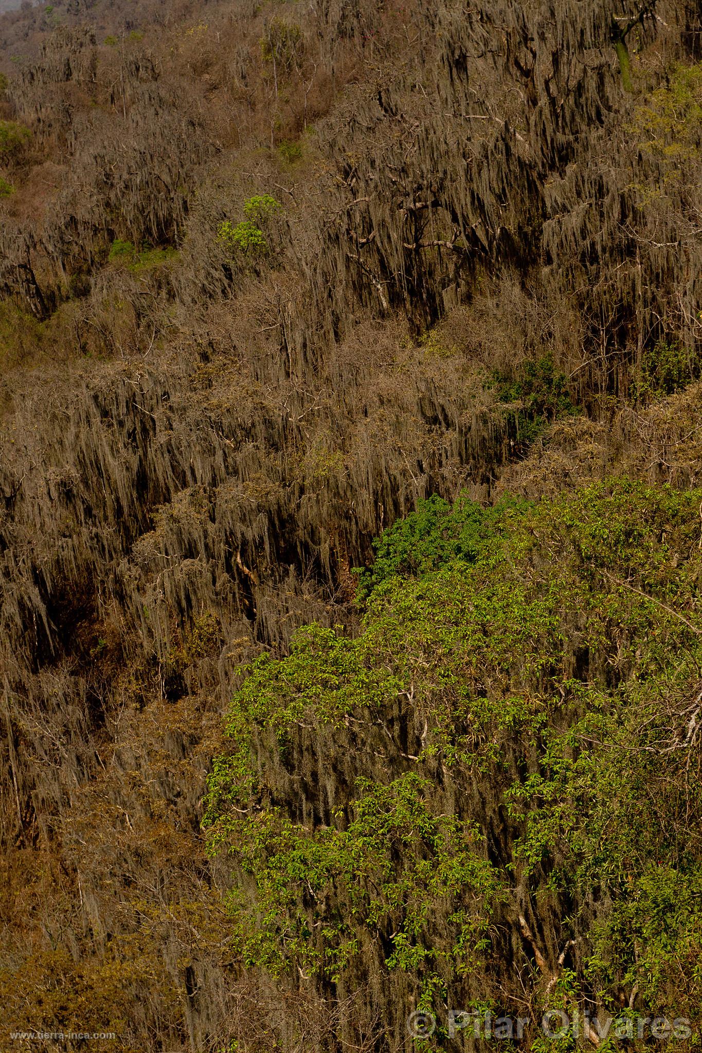 Parque Nacional Cerros de Amotape