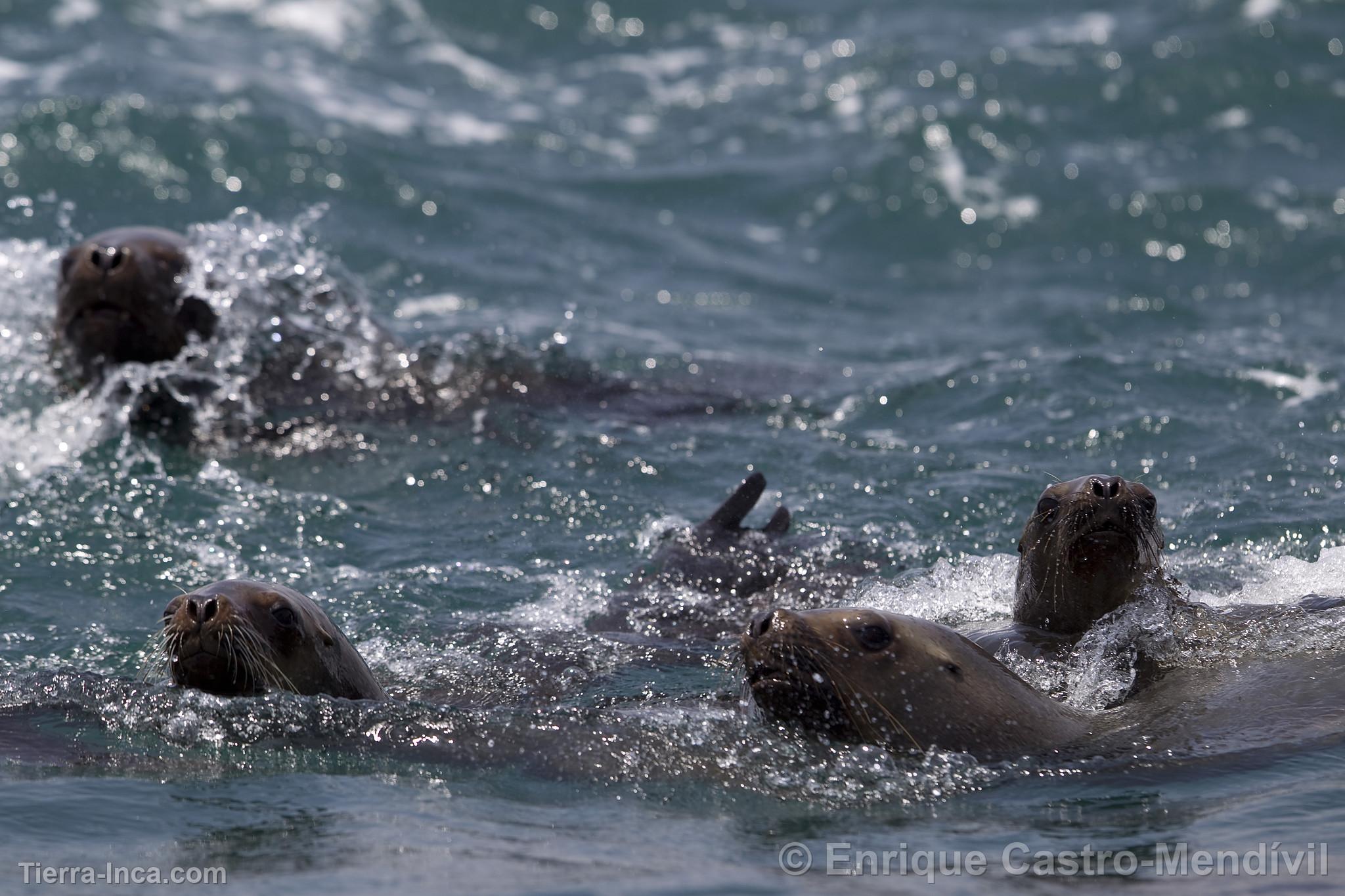 Lobos de mar en la isla de Asia