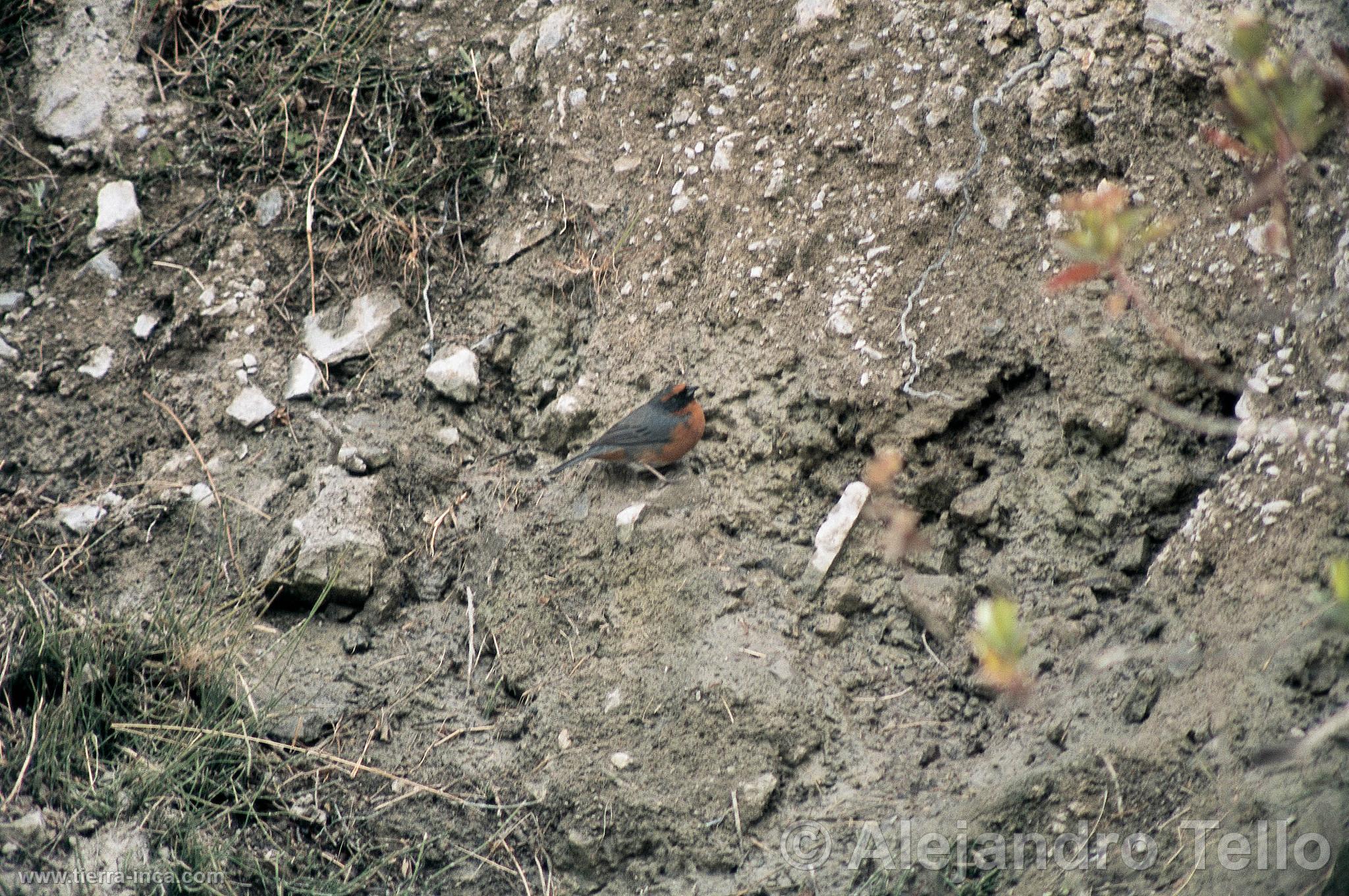 Monterita de pecho rufo