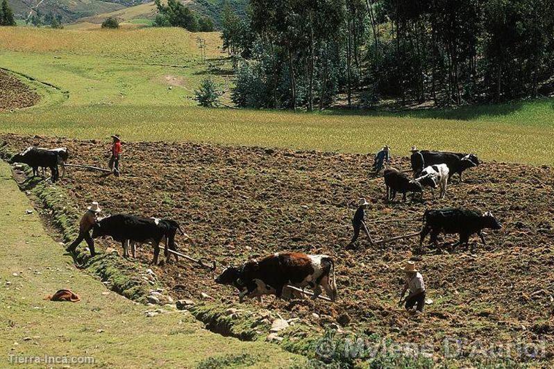 Agricultura