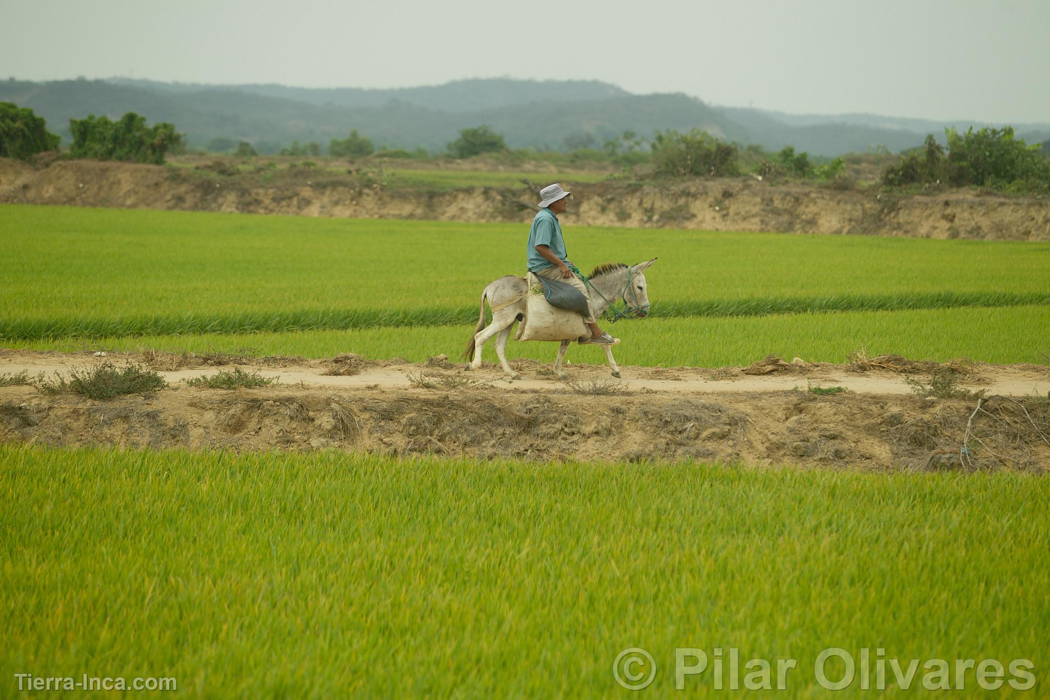 Paisaje de Tumbes