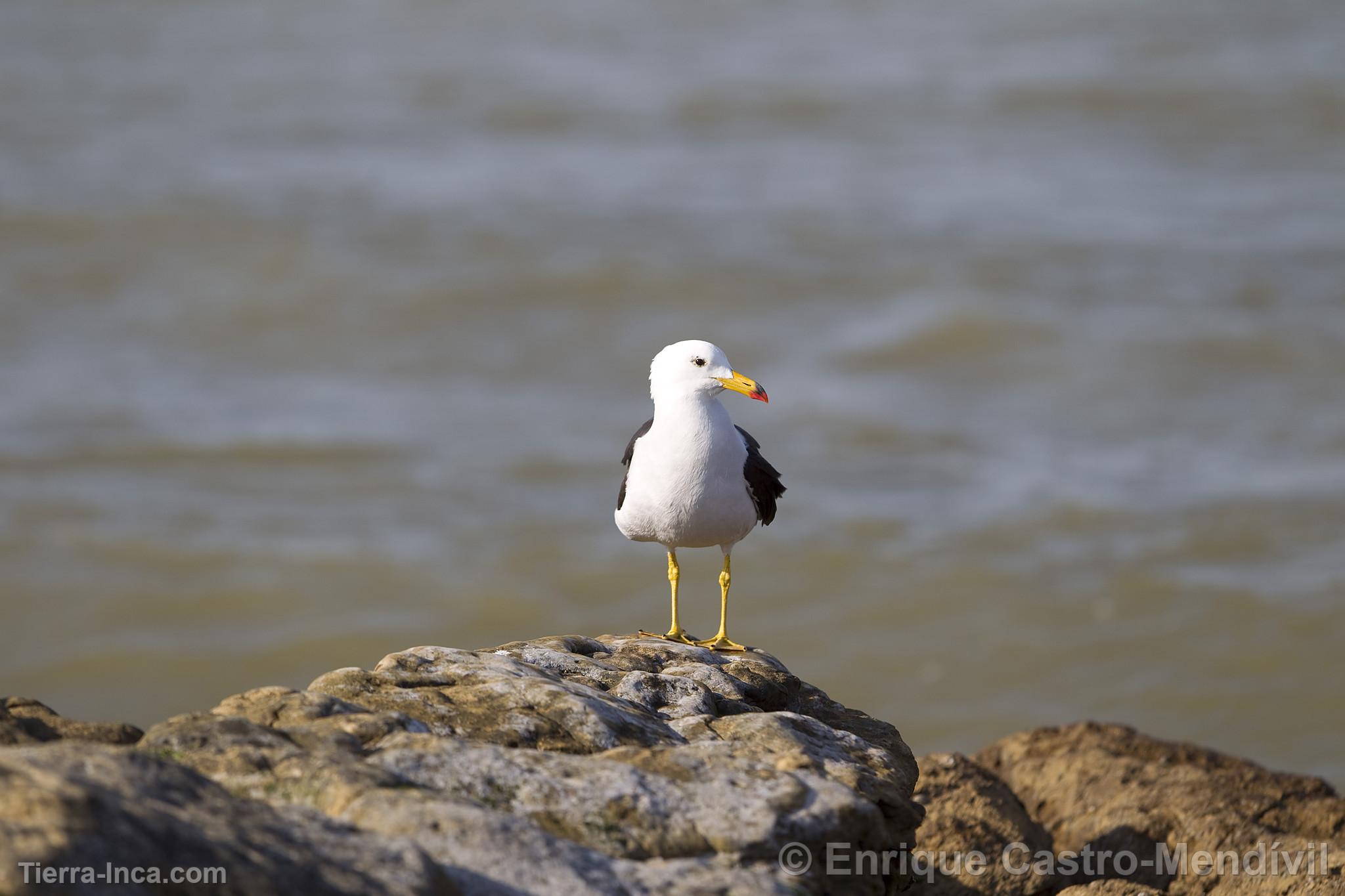 Gaviota en la playa Lagunillas