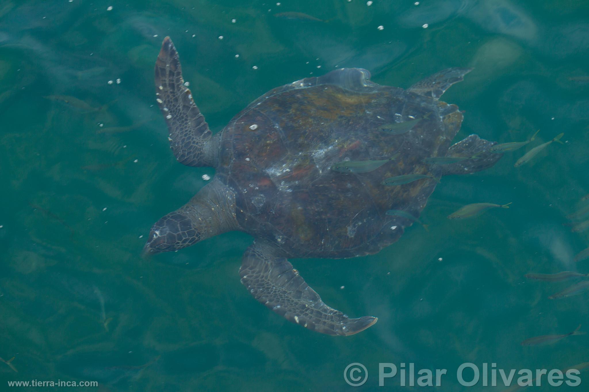 Tortuga marina en la playa Los rganos