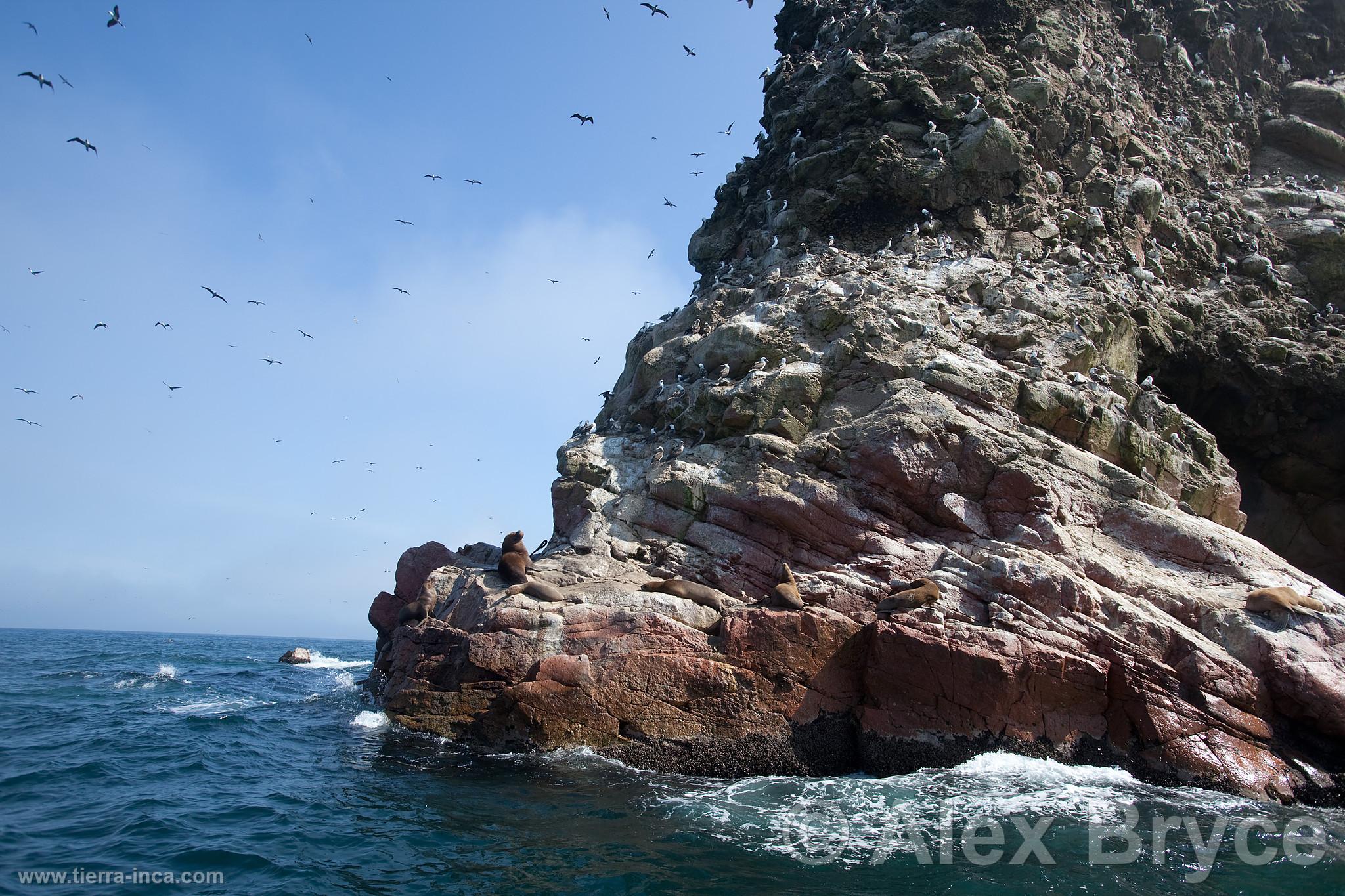 Islas Ballestas, Paracas