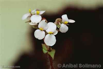 Orqudea en Pozuzo