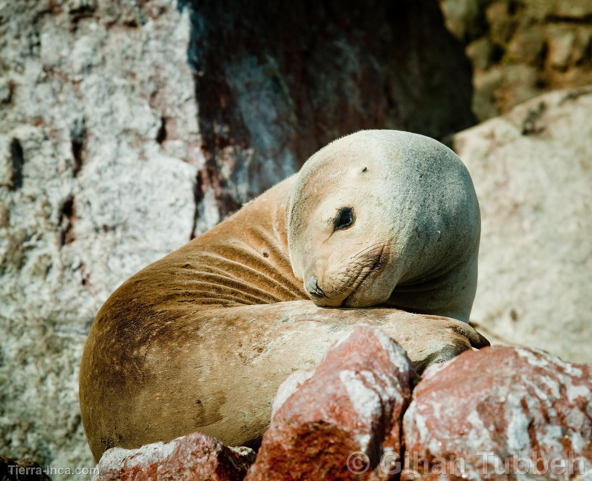 Lobo marino