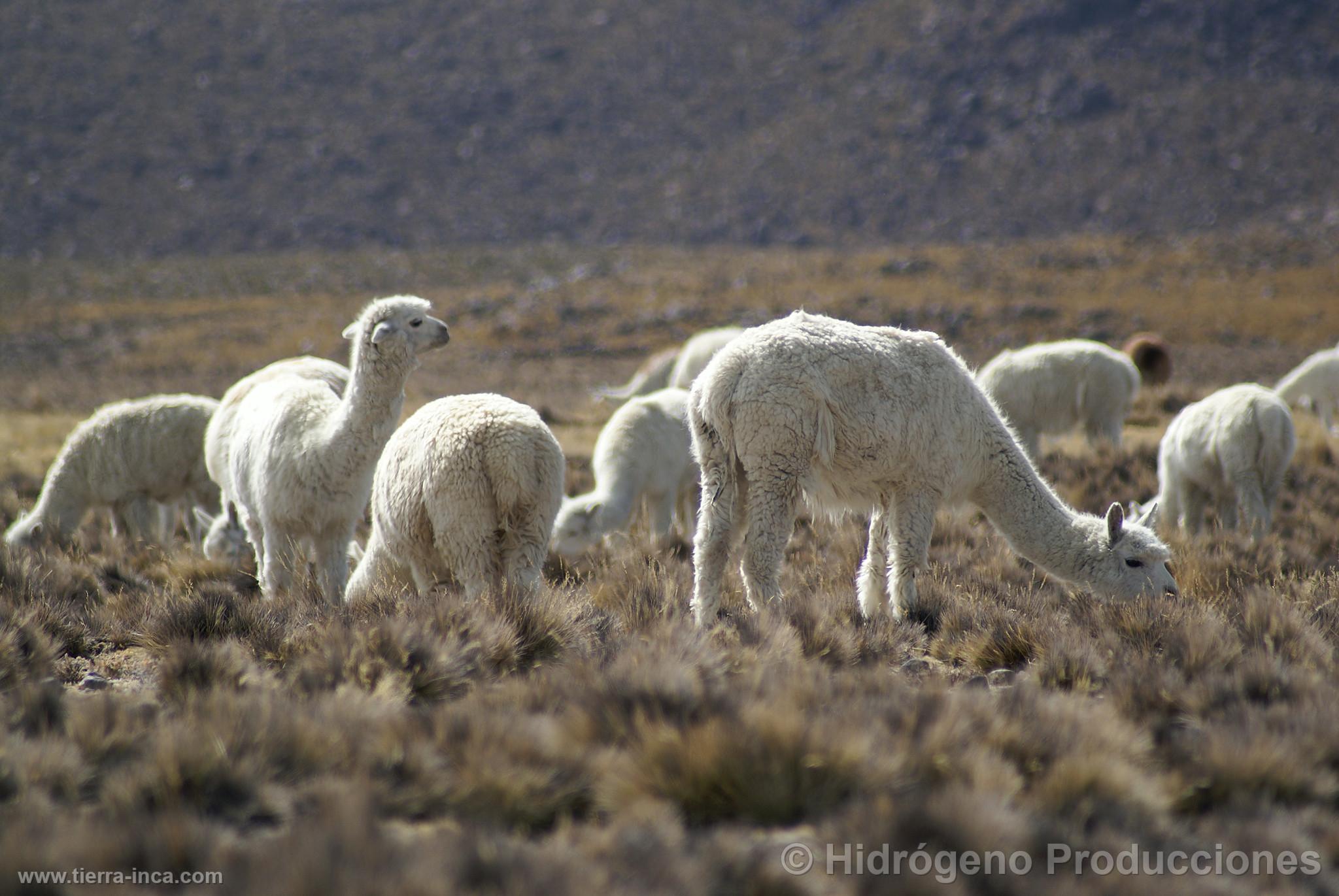 Alpacas