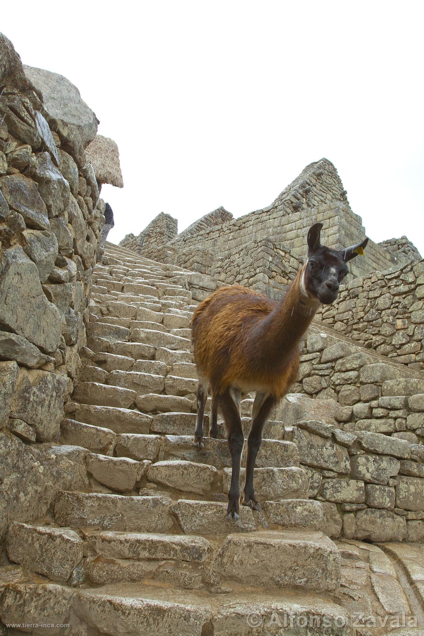 Ciudadela de Machu Picchu