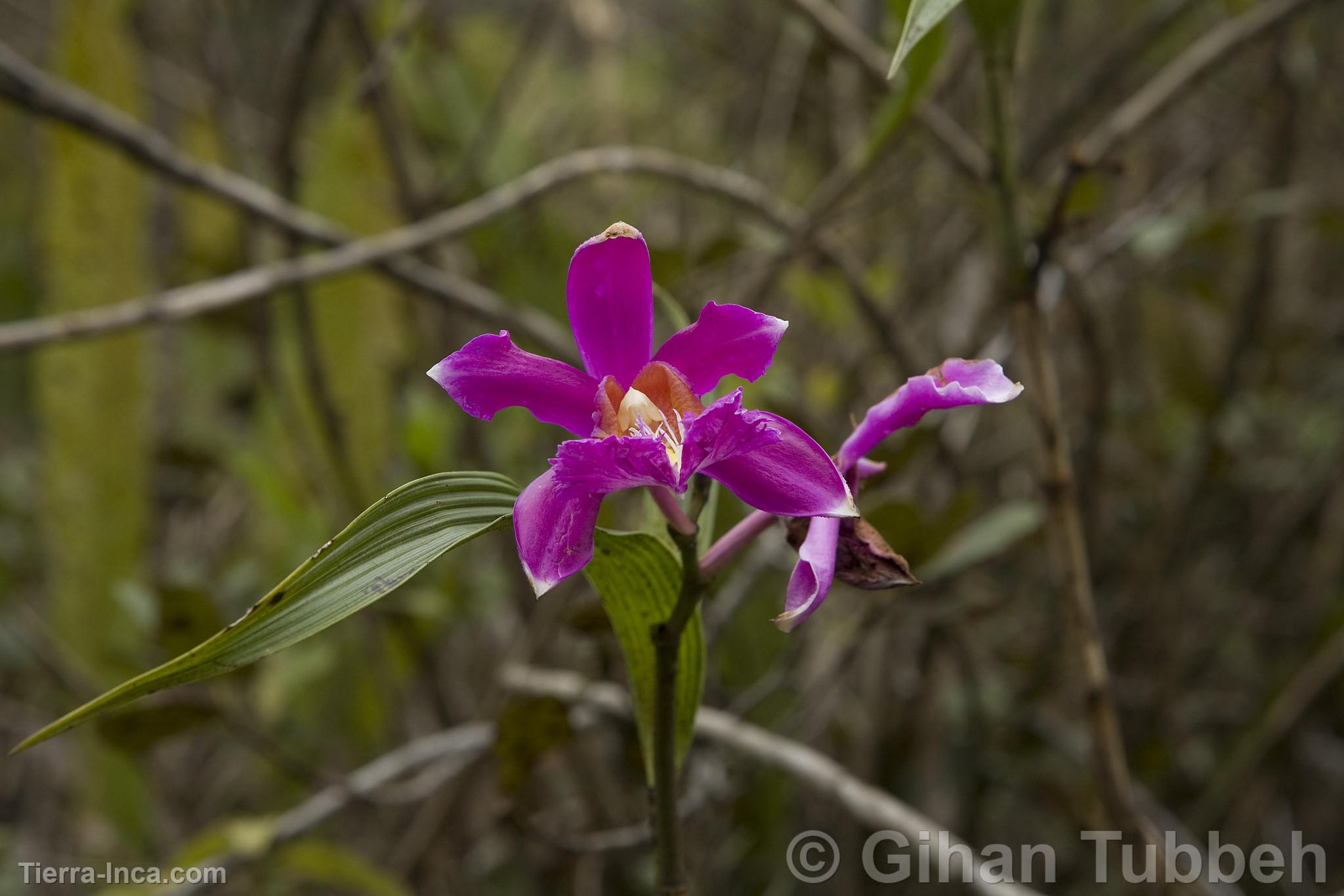 Orquidea en la ruta a Choquequirao