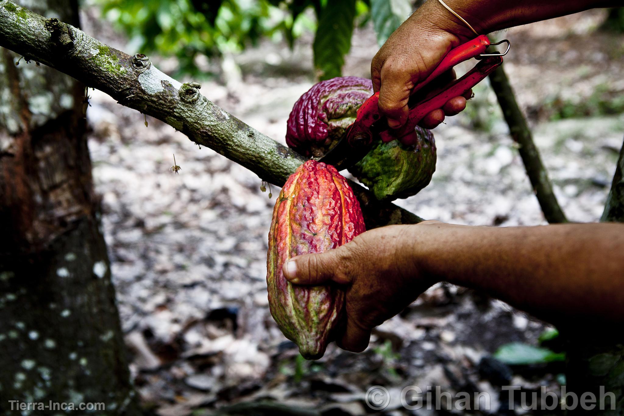 Cosecha de cacao