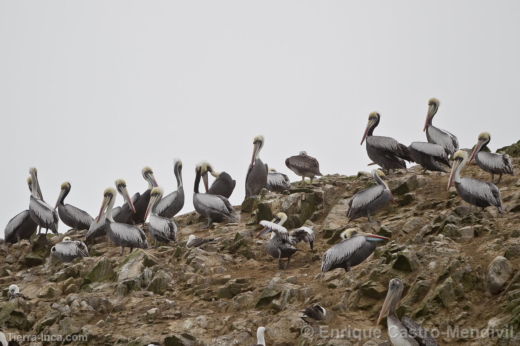 Pelcanos en Paracas