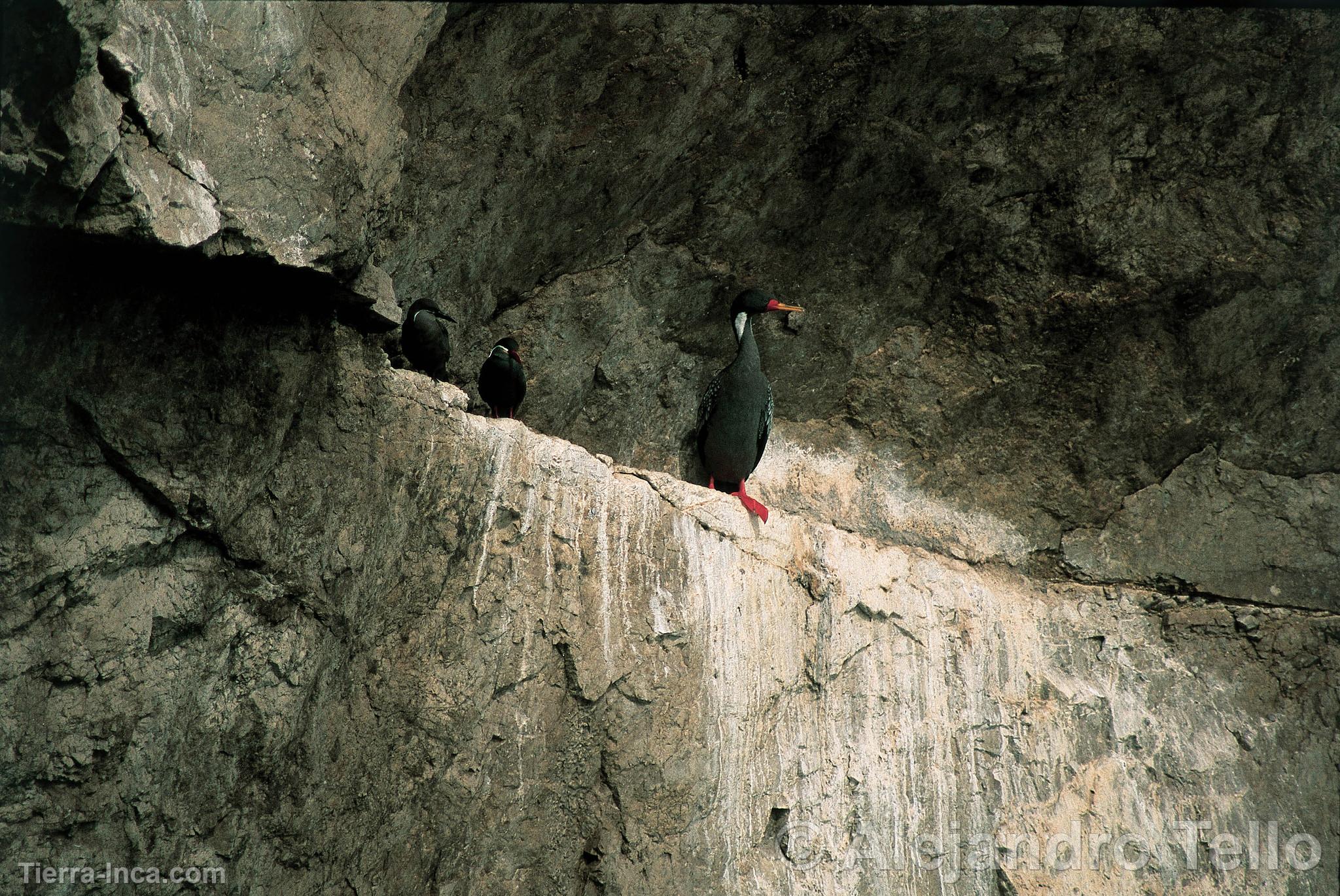 Cormoran de patas rojas o chuita, Paracas