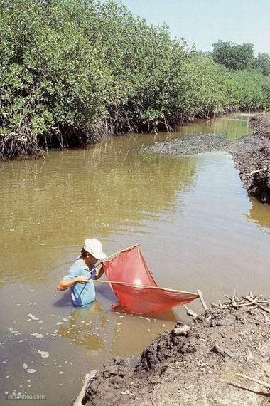 Larvero metido en las aguas del manglar