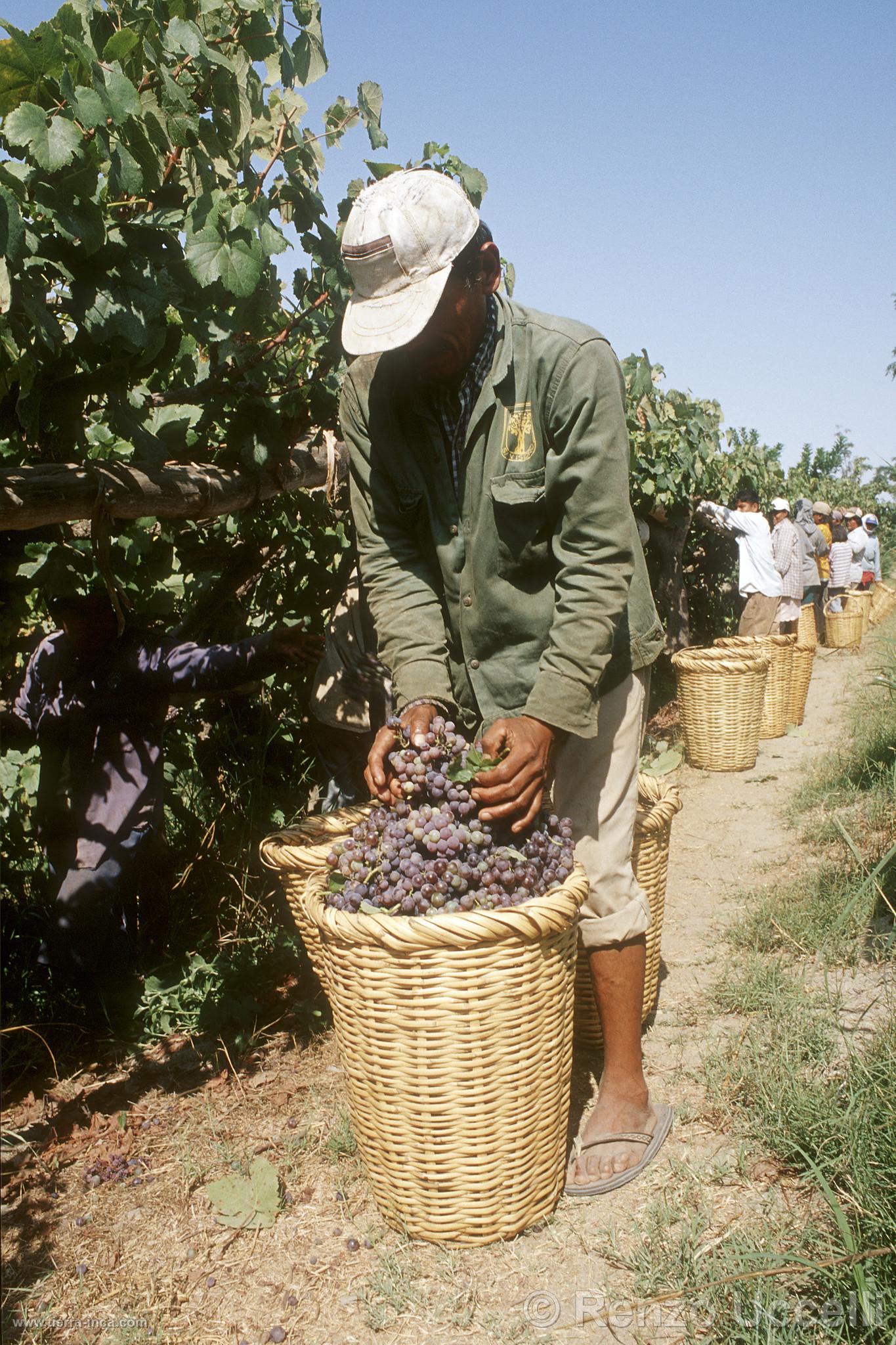 Cosecha de uva