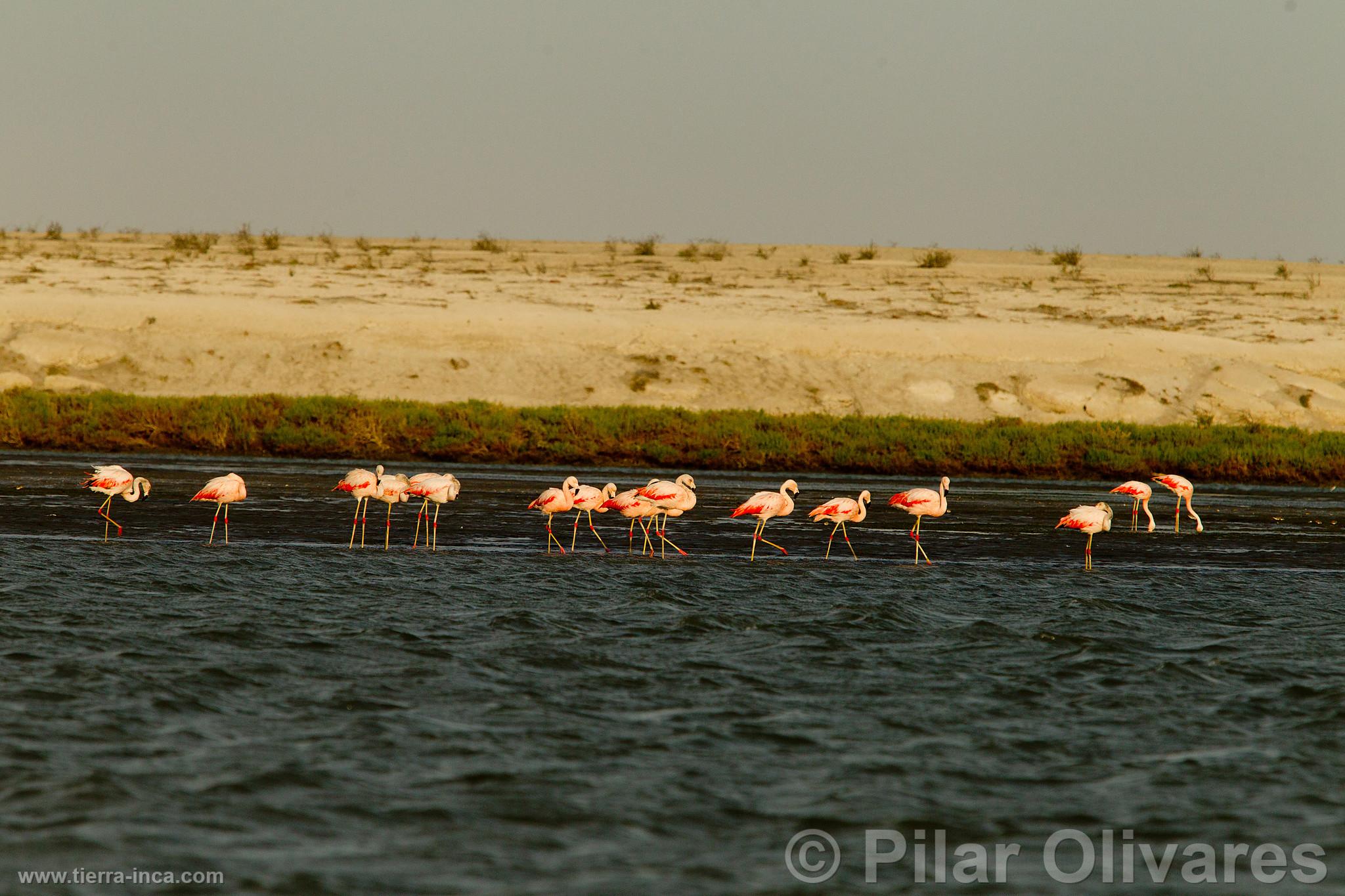 Flamencos o Parihuanas