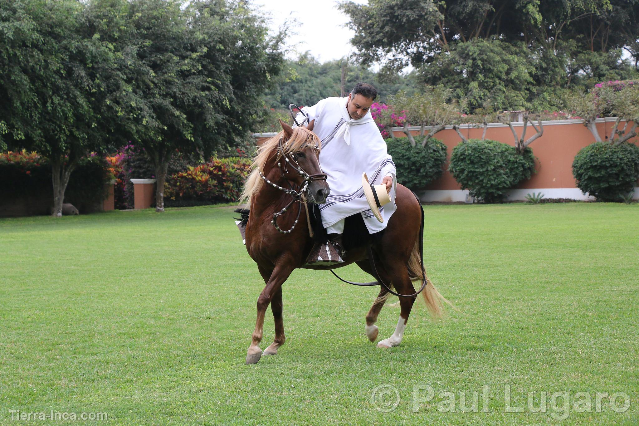 Caballo de paso