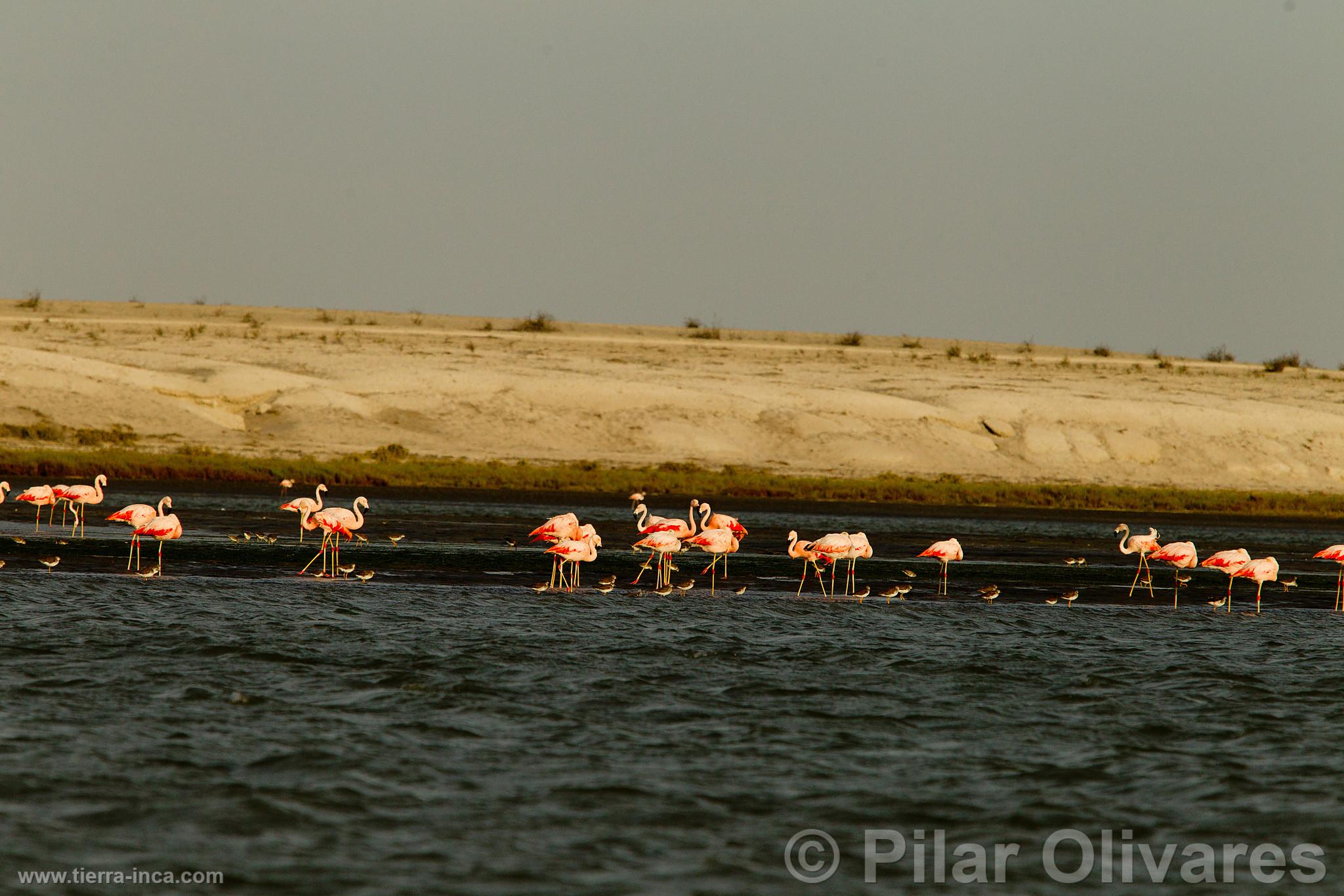 Flamencos o Parihuanas