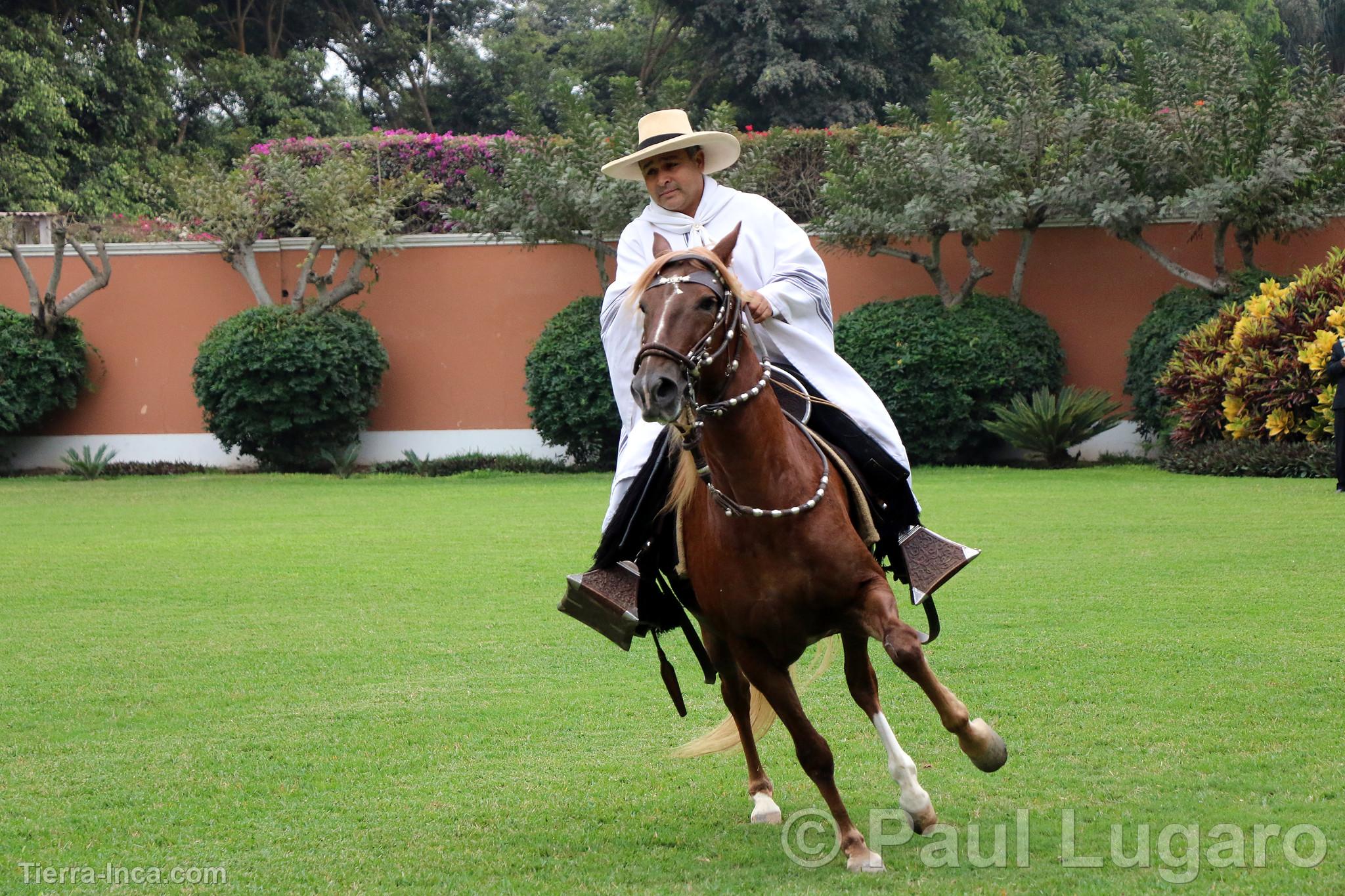 Caballo de paso