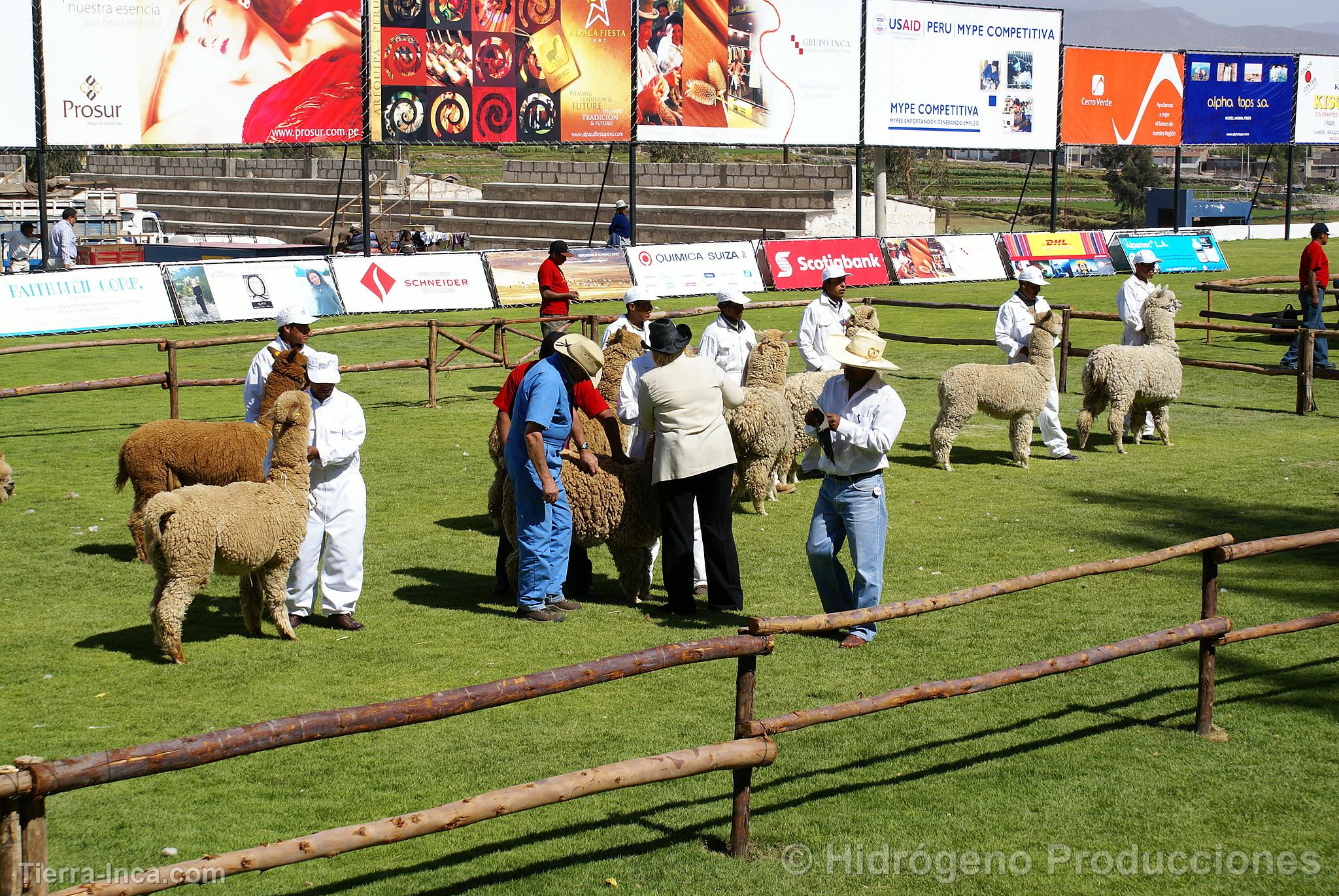 Exhibicin de alpacas