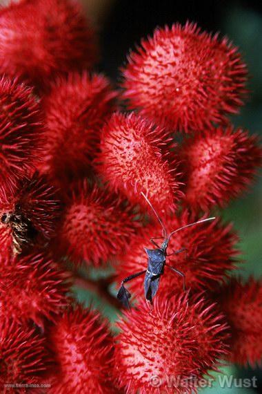 Achiote