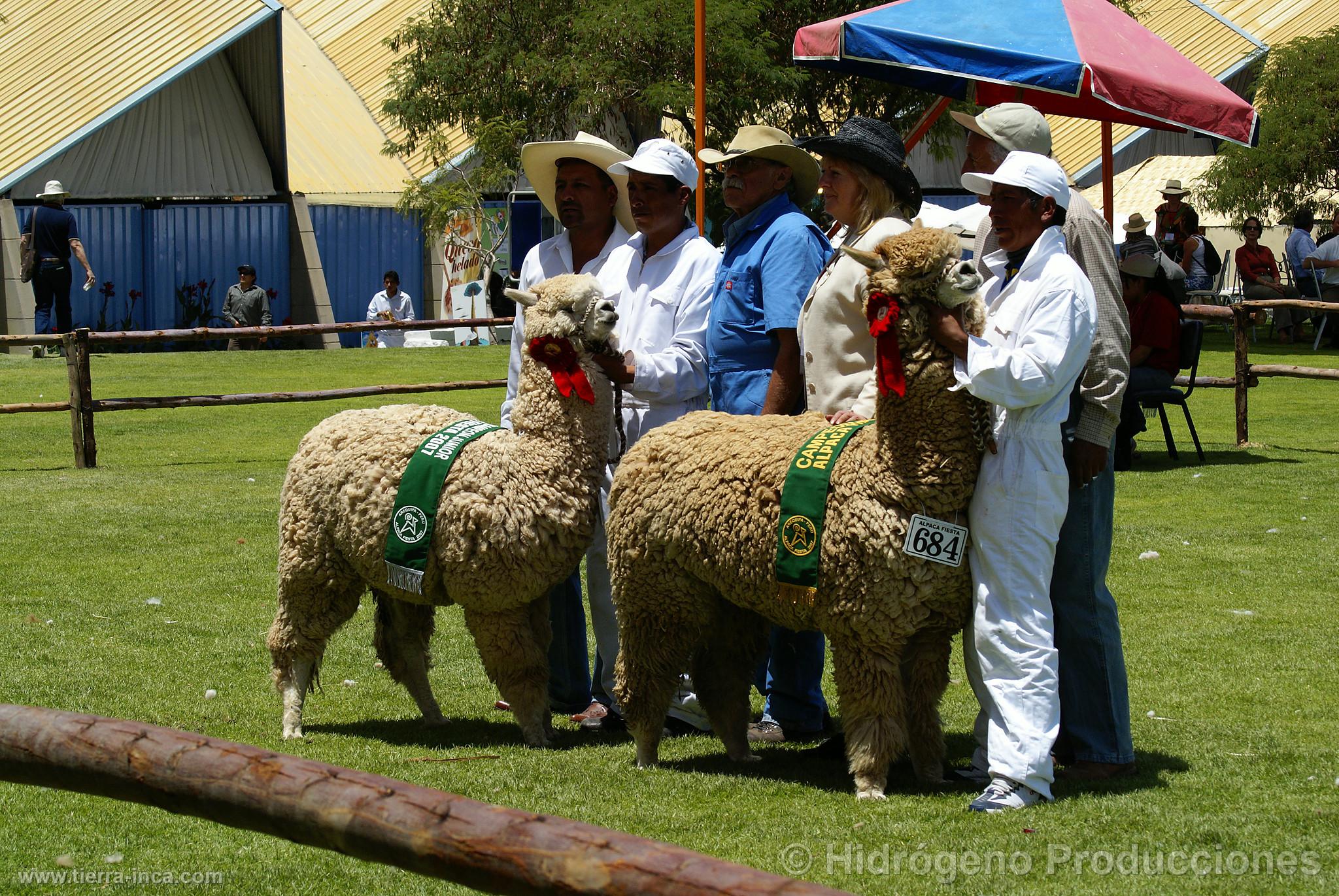 Exhibicin de alpacas