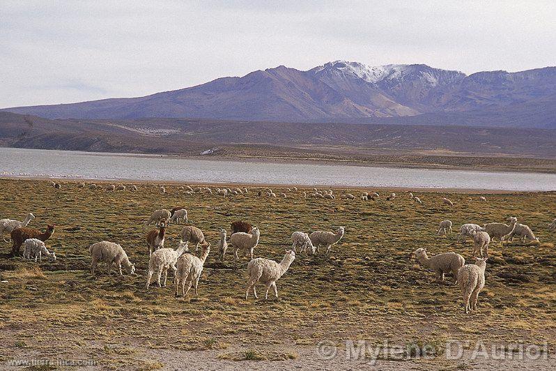 Alpacas en la laguna de Lariscota