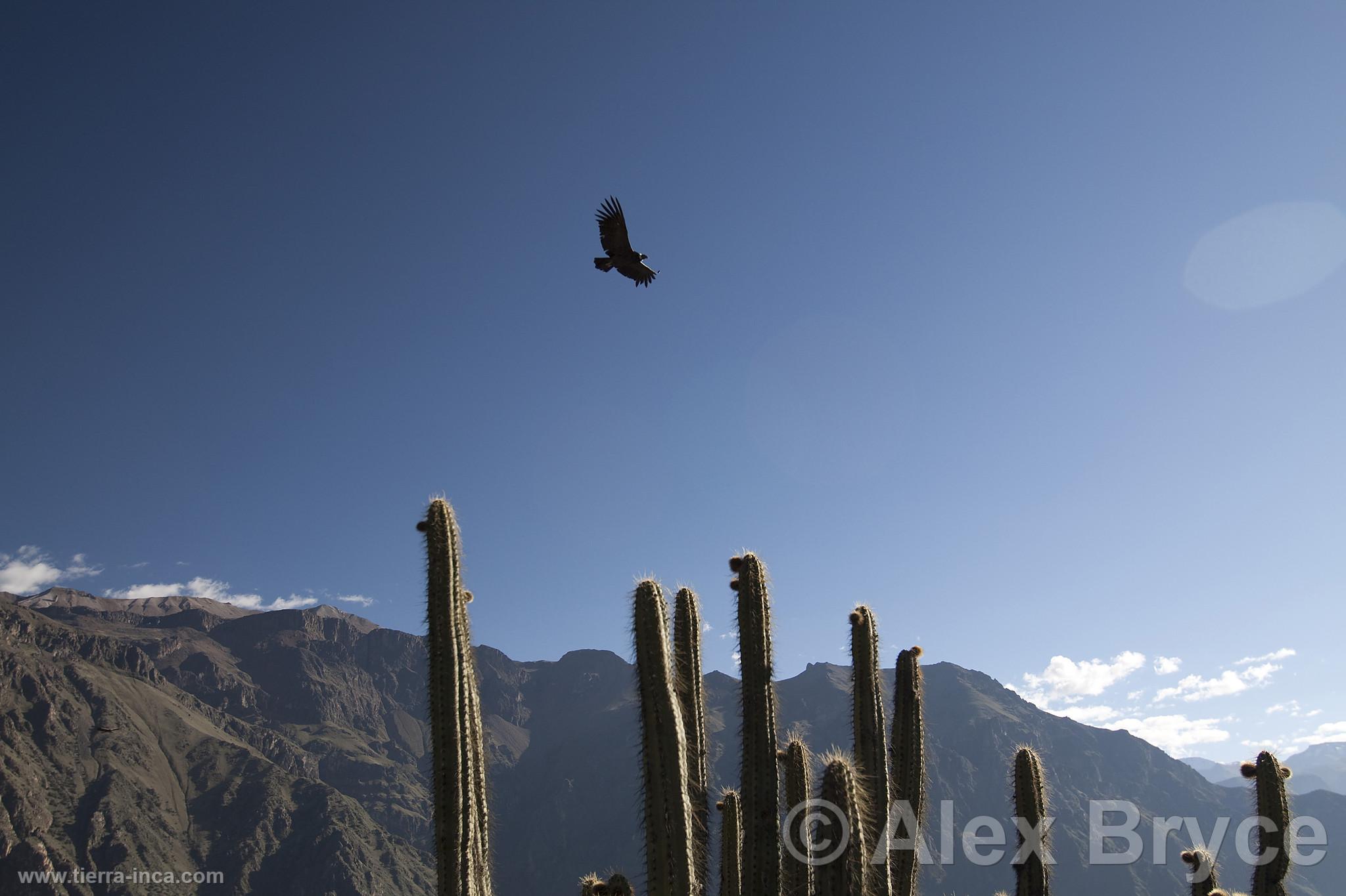 Can del Colca