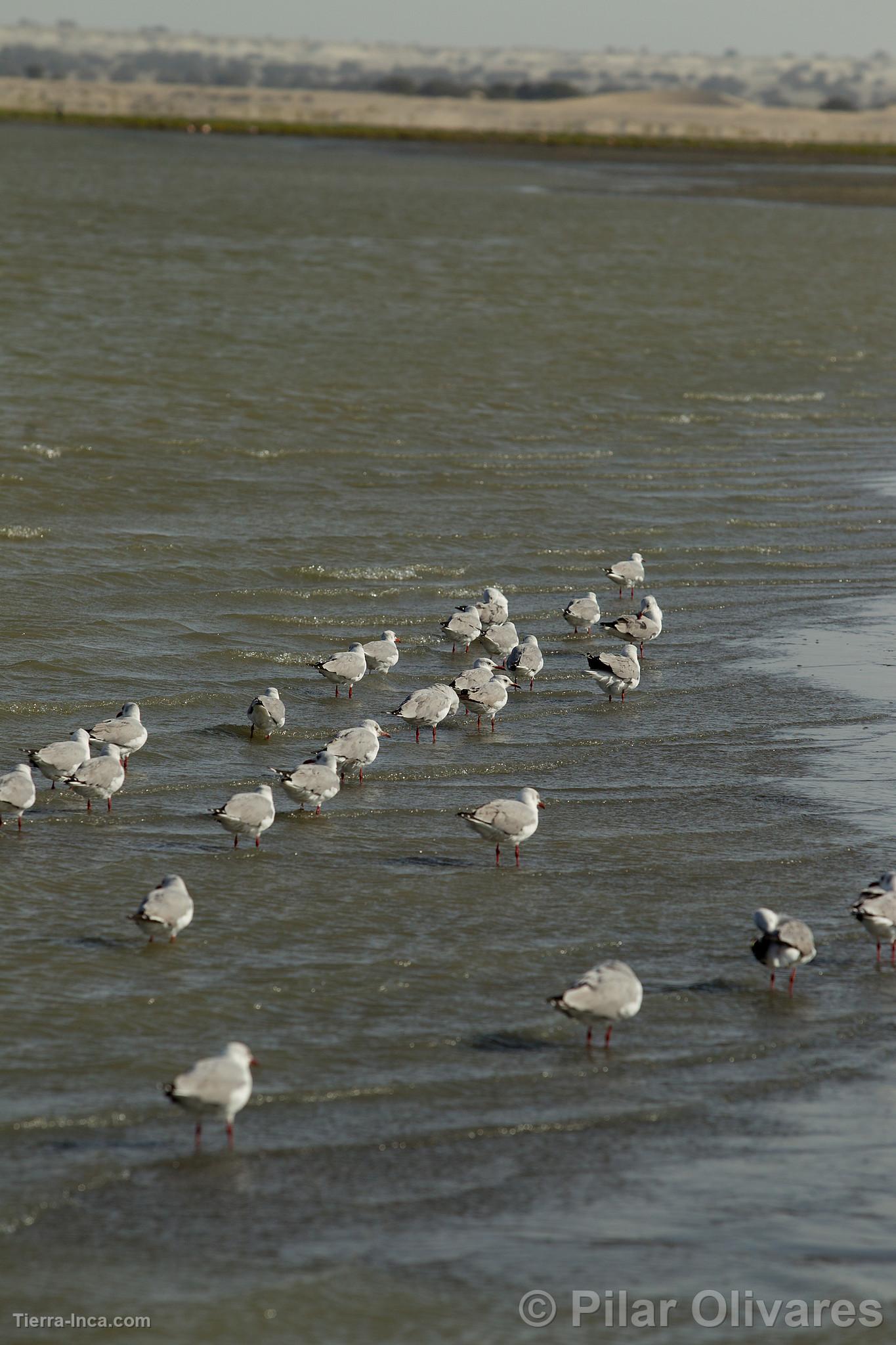 Gaviotas